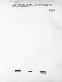 Calicium abietinum image